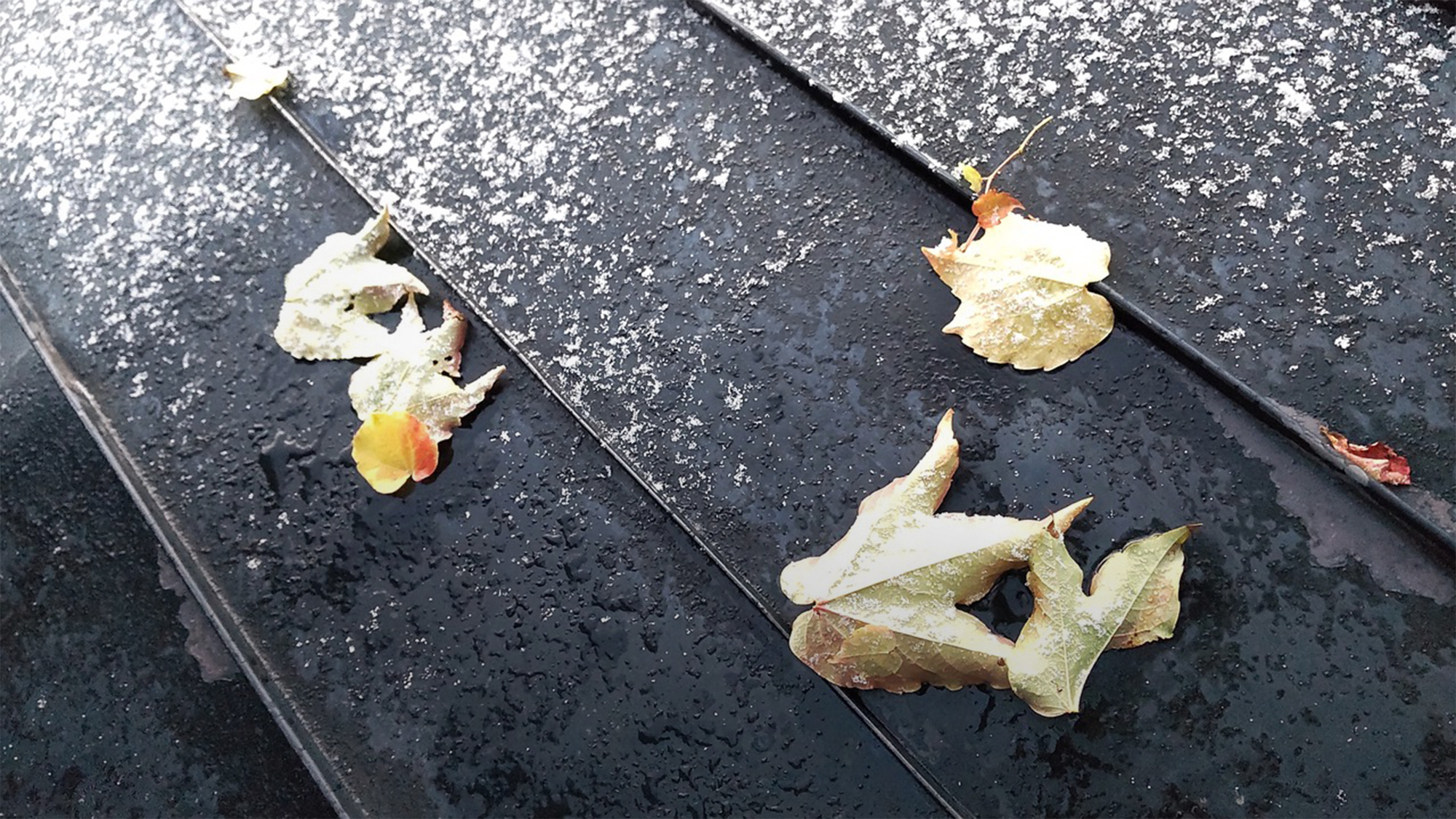 森羅万象の只中で——コミュニケーション、知性、ネットワーク